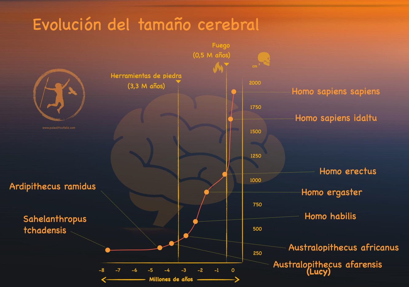 Aumento del volumen cerebral desde el Australopithecus