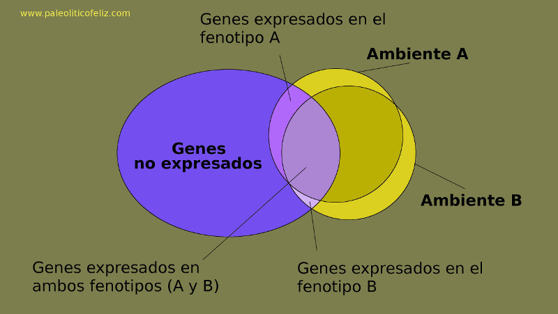 Fenotipos y factores de las enfermedades de la civilización