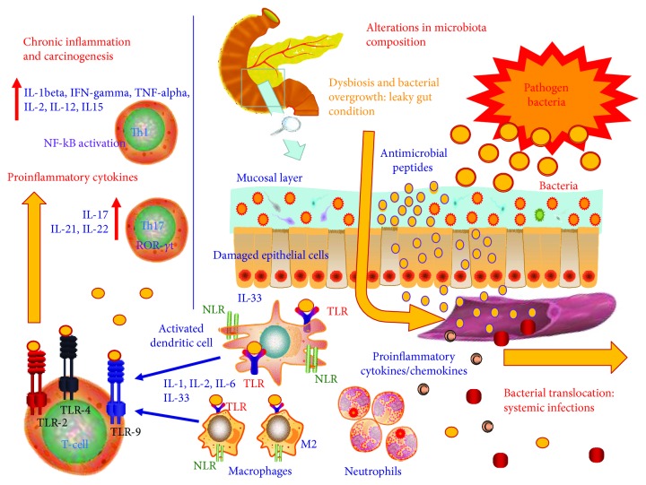 Microbiota, permeabilidad intestinal