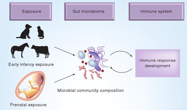 Microbiota, bacterias, holobionte