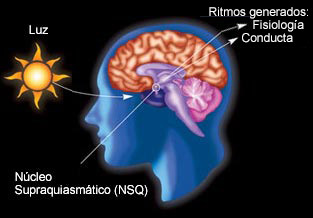 Glándula Pineal, Nucleos Supraquiasmáticos