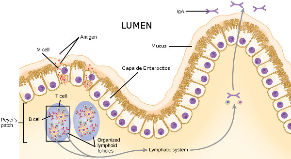 Monocapa de enterocitos y moco intestinal