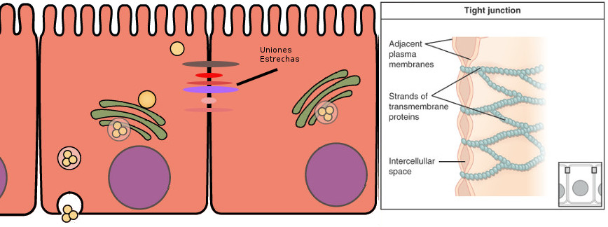 Uniones estrechas del epitelio intestinal