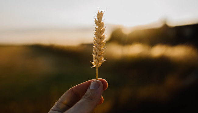 Alimentación en el neolítico