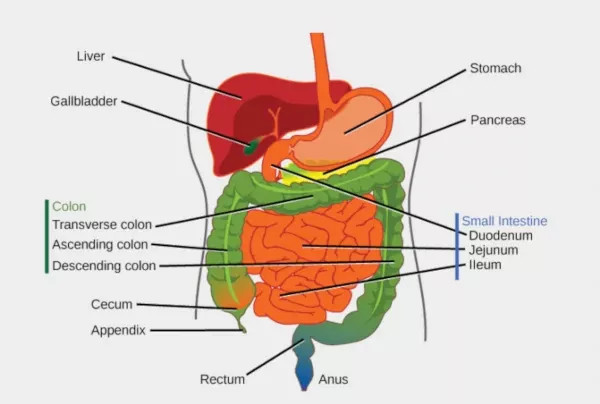 permeabilidad intestinal